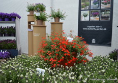 Another novelty of Butterfly Garden is Jamesbrittenia "Ne:ON Heart”. Over the last 10 years, they have been working to improve this variety (improving rooting ability, uprightness, compactness and easy to grow) and are very happy to introduce this variety with bright red flowers. Next one coming in the series is a pink and more upright version named Flamingo (on the pillar in the back)